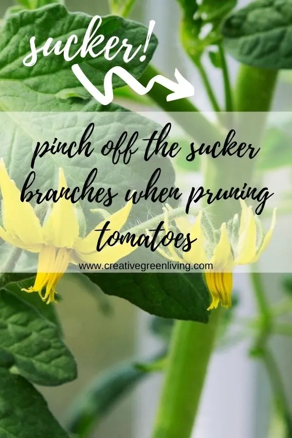 How to prune tomato plants image of what a sucker on a tomato plant looks like and the caption pinch off the sucker branches when pruning tomatoes